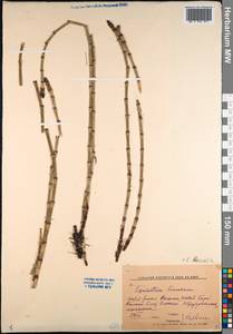 Хвощ приречный, Хвощ топяной L., Сибирь, Западная Сибирь (S1) (Россия)