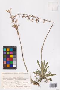 Смолевка зеленоцветковая (Willd.) Ehrh., Восточная Европа, Восточный район (E10) (Россия)