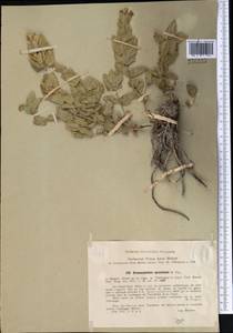 Змееголовник колючий Popov, Средняя Азия и Казахстан, Западный Тянь-Шань и Каратау (M3) (Узбекистан)