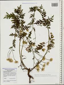 Tanacetum partheniifolium (Willd.) Sch. Bip., Кавказ, Ставропольский край, Карачаево-Черкесия, Кабардино-Балкария (K1b) (Россия)