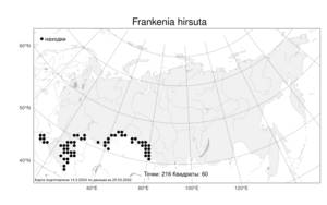 Frankenia hirsuta, Франкения волосистая L., Атлас флоры России (FLORUS) (Россия)