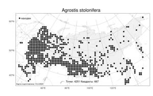 Agrostis stolonifera, Полевица побегоносная L., Атлас флоры России (FLORUS) (Россия)