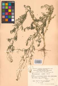 Дескурения Софии (L.) Webb ex Prantl, Восточная Европа, Западно-Украинский район (E13) (Украина)