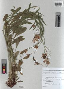 KUZ 004 900, Колокольчик алтайский Ledeb., Сибирь, Алтай и Саяны (S2) (Россия)