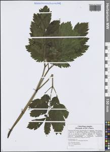 Клопогон простой (DC.) Wormsk. ex Fisch. & C.A.Mey., Сибирь, Дальний Восток (S6) (Россия)
