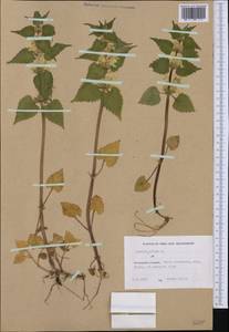 Яснотка белая, Глухая крапива L., Западная Европа (EUR) (Финляндия)