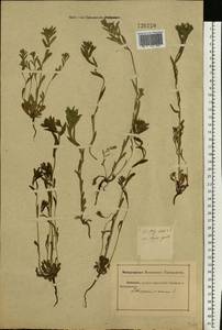 Буглосоидес полевой, Воробейник полевой (L.) I.M.Johnst., Восточная Европа, Ростовская область (E12a) (Россия)