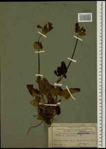 Betonica macrantha K.Koch, Кавказ, Армения (K5) (Армения)