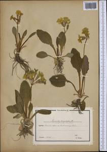 Primula × polyantha Mill., Западная Европа (EUR) (Австрия)