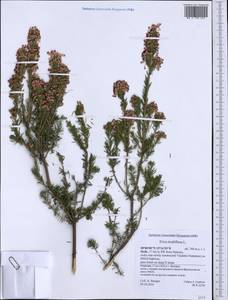 Erica multiflora L., Западная Европа (EUR) (Италия)