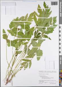 Бедренец большой (L.) Huds., Восточная Европа, Западный район (E3) (Россия)