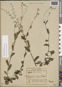 Незабудка стелющаяся Host, Восточная Европа, Северный район (E1) (Россия)