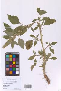 Щирица запрокинутая L., Восточная Европа, Московская область и Москва (E4a) (Россия)