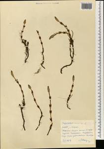 Хвощ полевой L., Зарубежная Азия (ASIA) (КНДР)