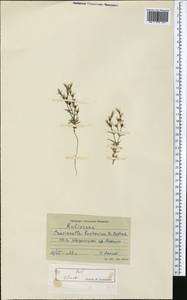 Crucianella bucharica B.Fedtsch., Средняя Азия и Казахстан, Сырдарьинские пустыни и Кызылкумы (M7) (Узбекистан)