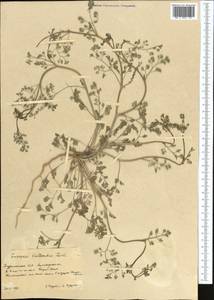 Дымянка Вайяна Loisel., Средняя Азия и Казахстан, Копетдаг, Бадхыз, Малый и Большой Балхан (M1) (Туркмения)