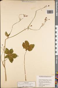 Sanicula astrantiifolia H. Wolff ex Kretschmer, Зарубежная Азия (ASIA) (КНР)
