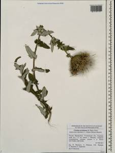 Lophiolepis serrulata (M. Bieb.) Del Guacchio, Bures, Iamonico & P. Caputo, Восточная Европа, Средневолжский район (E8) (Россия)