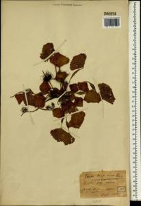 Trapa natans var. bicornis (Osbeck) Makino, Зарубежная Азия (ASIA) (Япония)
