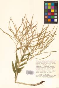 Вечерница печальная L., Средняя Азия и Казахстан, Прикаспийский Устюрт и Северное Приаралье (M8) (Казахстан)