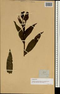 Artanema longifolium (L.) Vatke, Зарубежная Азия (ASIA) (Филиппины)