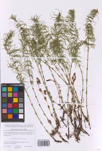 Хвощ луговой Ehrh., Восточная Европа, Московская область и Москва (E4a) (Россия)