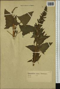 Блитум доброго Генриха (L.) Rchb., Западная Европа (EUR) (Германия)