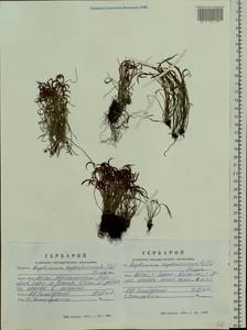 Костенец северный (L.) Hoffm., Сибирь, Алтай и Саяны (S2) (Россия)