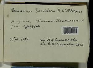 Dicranum laevidens R.S. Williams, Гербарий мохообразных, Мхи - Якутия (B19) (Россия)