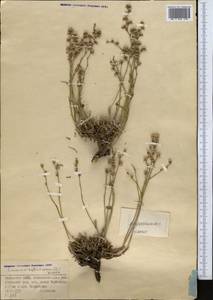 Кермек полукустарниковый (L.) Kuntze, Средняя Азия и Казахстан, Джунгарский Алатау и Тарбагатай (M5) (Казахстан)