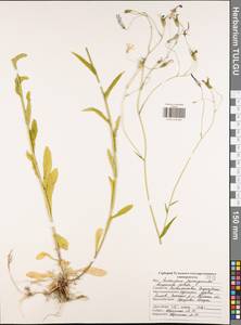 Колокольчик раскидистый L., Восточная Европа, Центральный район (E4) (Россия)