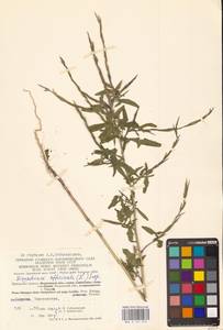 Гулявник лекарственный (L.) Scop., Восточная Европа, Центральный район (E4) (Россия)