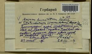 Palustriella commutata (Hedw.) Ochyra, Гербарий мохообразных, Мхи - Дальний Восток (без Чукотки и Камчатки) (B20) (Россия)