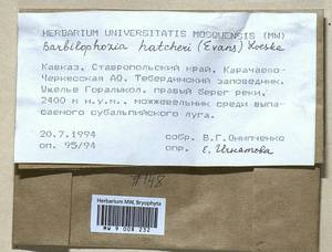 Barbilophozia hatcheri (A. Evans) Loeske, Гербарий мохообразных, Мхи - Северный Кавказ и Предкавказье (B12) (Россия)