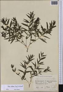 Марена татарская (Trevis.) F.Schmidt, Восточная Европа, Нижневолжский район (E9) (Россия)