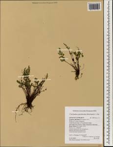 Oeosporangium pteridioides subsp. pteridioides, Зарубежная Азия (ASIA) (Кипр)