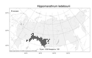 Hippomarathrum ledebourii, Конский фенхель Ледебура (G. Don), Атлас флоры России (FLORUS) (Россия)