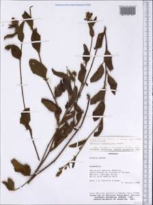 Melochia hassleriana Chod., Америка (AMER) (Парагвай)