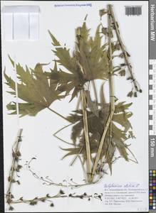 Живокость высокая L., Сибирь, Западная Сибирь (S1) (Россия)