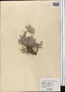 Leontopodium leontopodinum (DC.) Hand.-Mazz., Средняя Азия и Казахстан, Северный и Центральный Тянь-Шань (M4) (Киргизия)