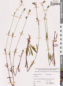 Смолевка джунгарская (Fisch., C.A.Mey. & Avé-Lall.) Bocquet, Сибирь, Чукотка и Камчатка (S7) (Россия)