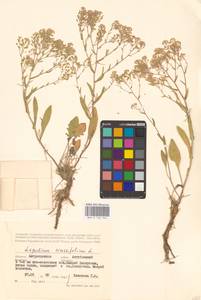 Lepidium cartilagineum subsp. crassifolium (Waldst. & Kit.) Thell., Восточная Европа, Нижневолжский район (E9) (Россия)