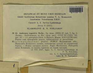 Andreaea rupestris Hedw., Гербарий мохообразных, Мхи - Карелия, Ленинградская и Мурманская области (B4) (Россия)