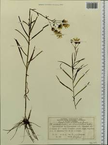 Hieracium umbellatum subsp. umbellatum, Сибирь, Центральная Сибирь (S3) (Россия)