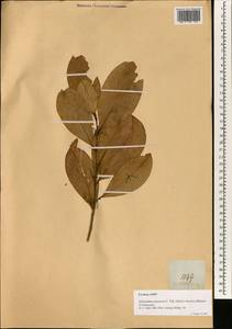 Broussonetia luzonica (Blanco) Bur., Зарубежная Азия (ASIA) (Филиппины)