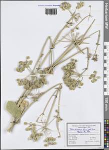 Heracleum lasiopetalum Boiss., Зарубежная Азия (ASIA) (Иран)