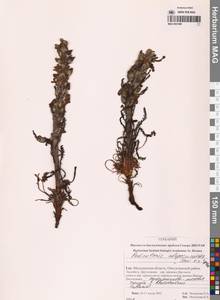 Мытник лисохвостый Steven ex Spreng., Сибирь, Чукотка и Камчатка (S7) (Россия)