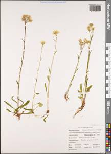 Пепельник почтихолодный (Kom.) Holub, Сибирь, Чукотка и Камчатка (S7) (Россия)