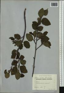 Alnus alnobetula subsp. alnobetula, Западная Европа (EUR) (Болгария)