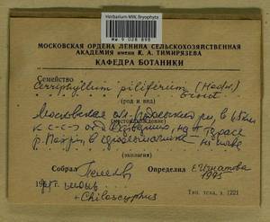 Cirriphyllum piliferum (Hedw.) Grout, Гербарий мохообразных, Мхи - Москва и Московская область (B6a) (Россия)